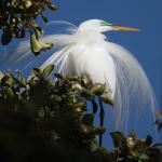 Malibu Egret